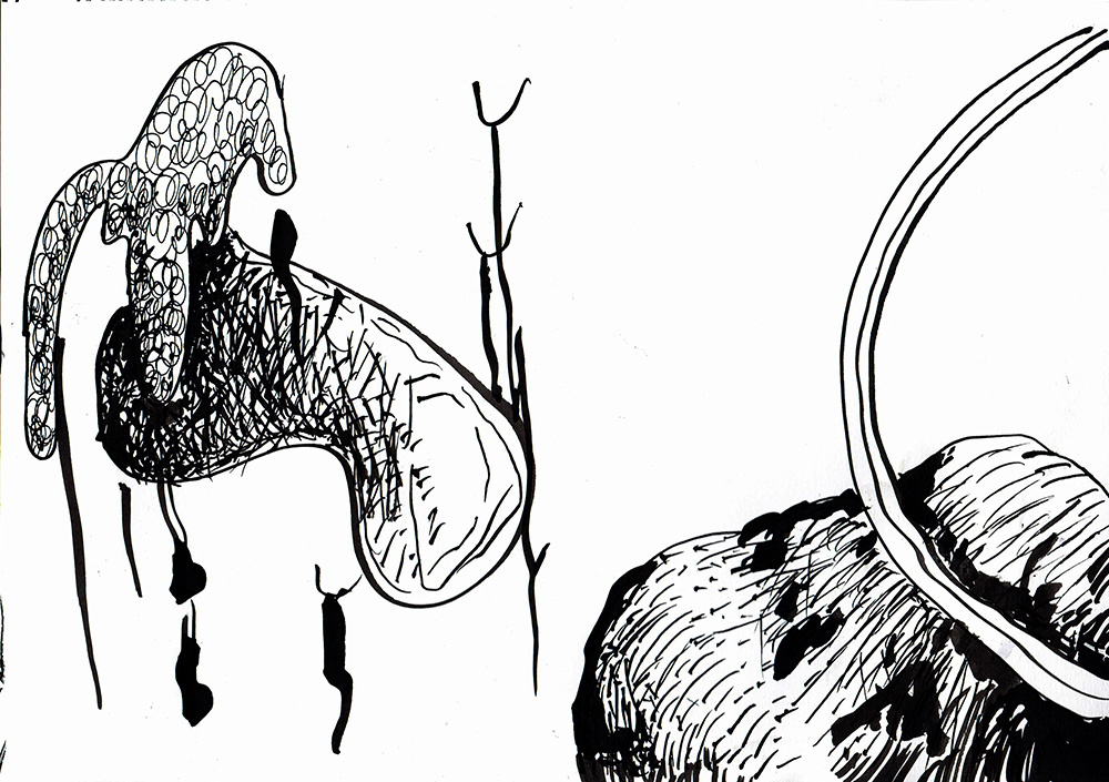 gallery/ciclo_evolutivo1